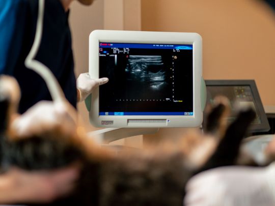 how-diagnostic-imaging-helps-identify-pet-health-problems