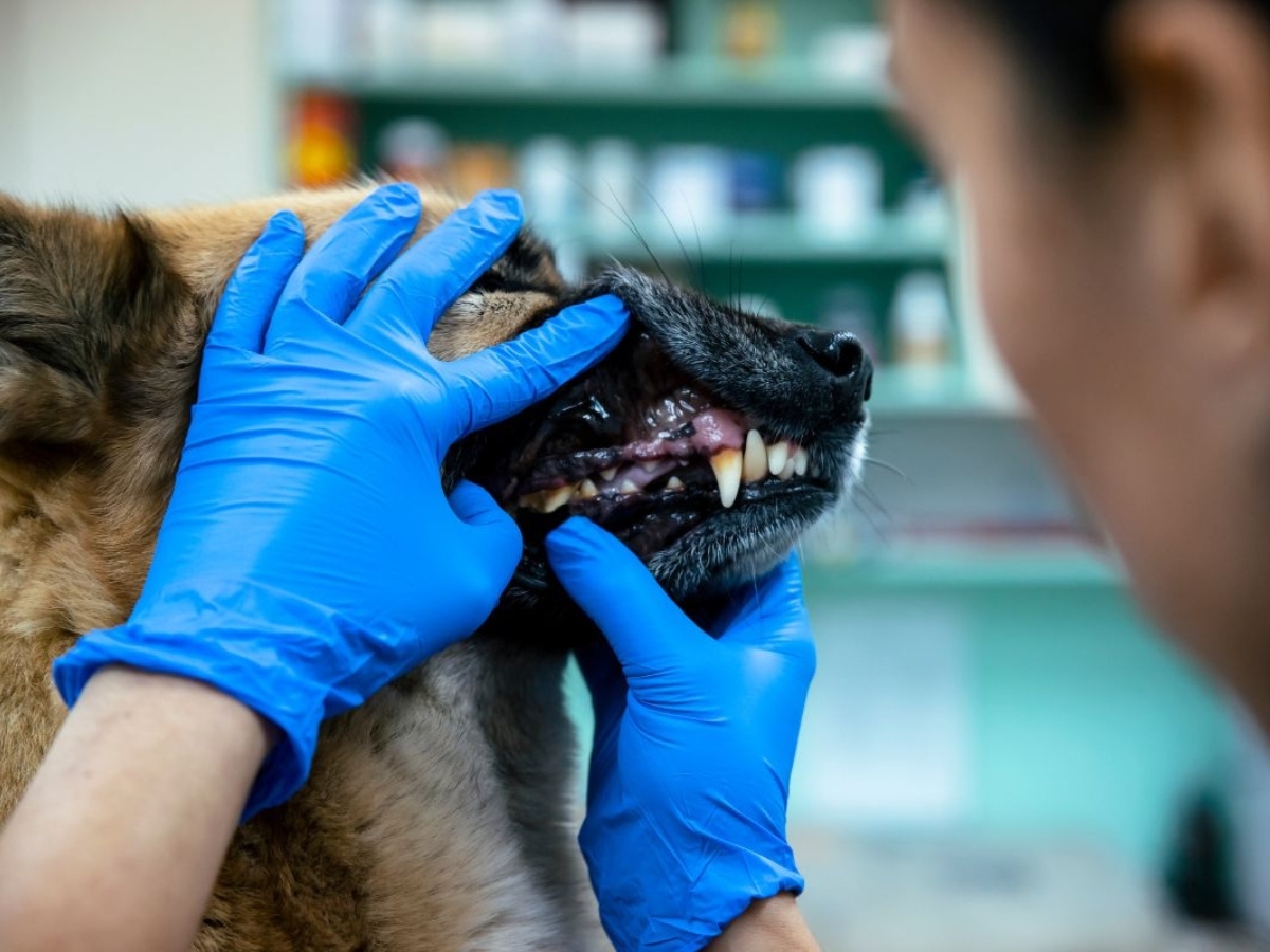 long-term-benefits-of-regular-veterinary-dental-care