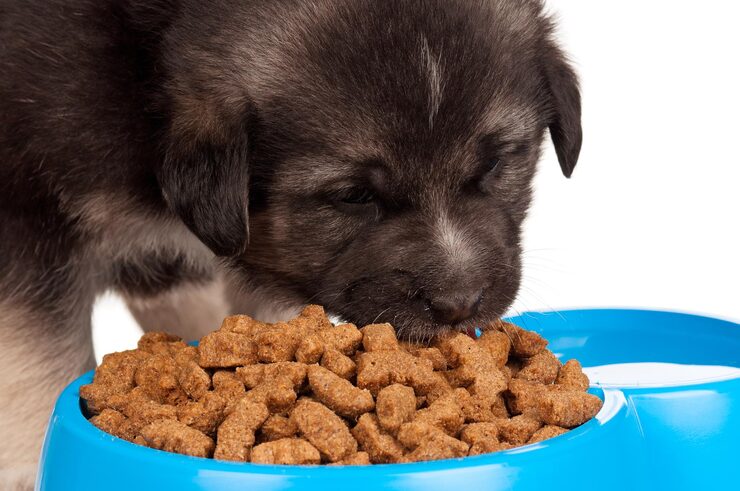 best-puppy-food-for-healthy-growth