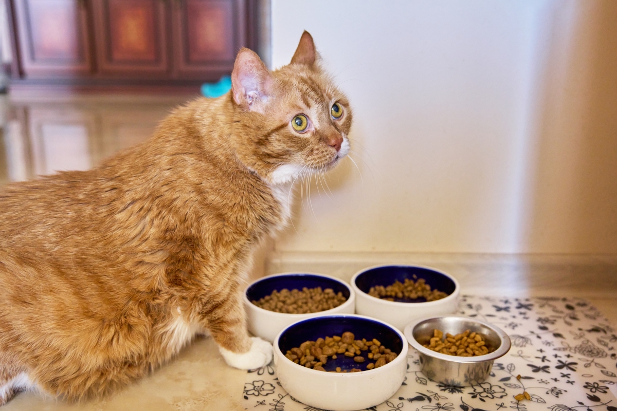 healthiest-food-for-a-senior-cat