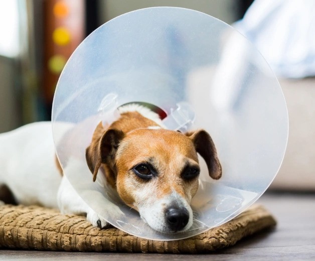 how-to-help-your-dog-recover-from-surgery