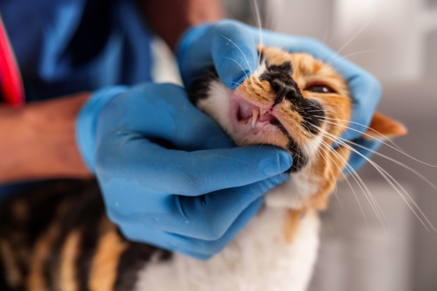 how-cat-dental-health-affects-overall-well-being
