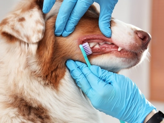 how-dental-disease-affects-pet-comfort-daily-life