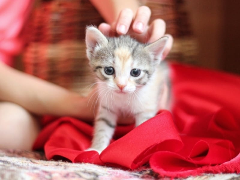 kitten-care-first-year-guide-new-cat-parents
