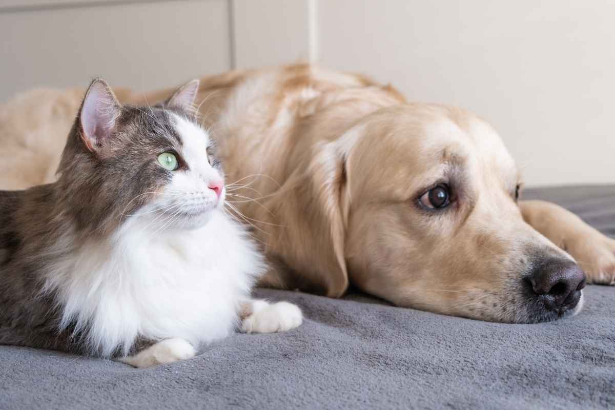 loss-of-appetite-in-pets-when-to-seek-urgent-care