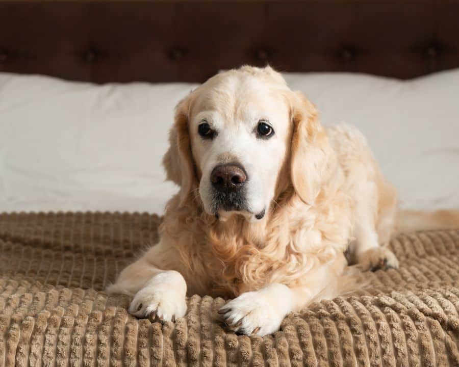 senior-pet-care-subtle-changes-veterinary-attention