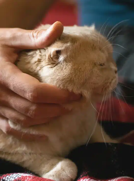 Person gently cradling the head of a calm cream-colored cat with its eyes closed, resting on a plaid blanket