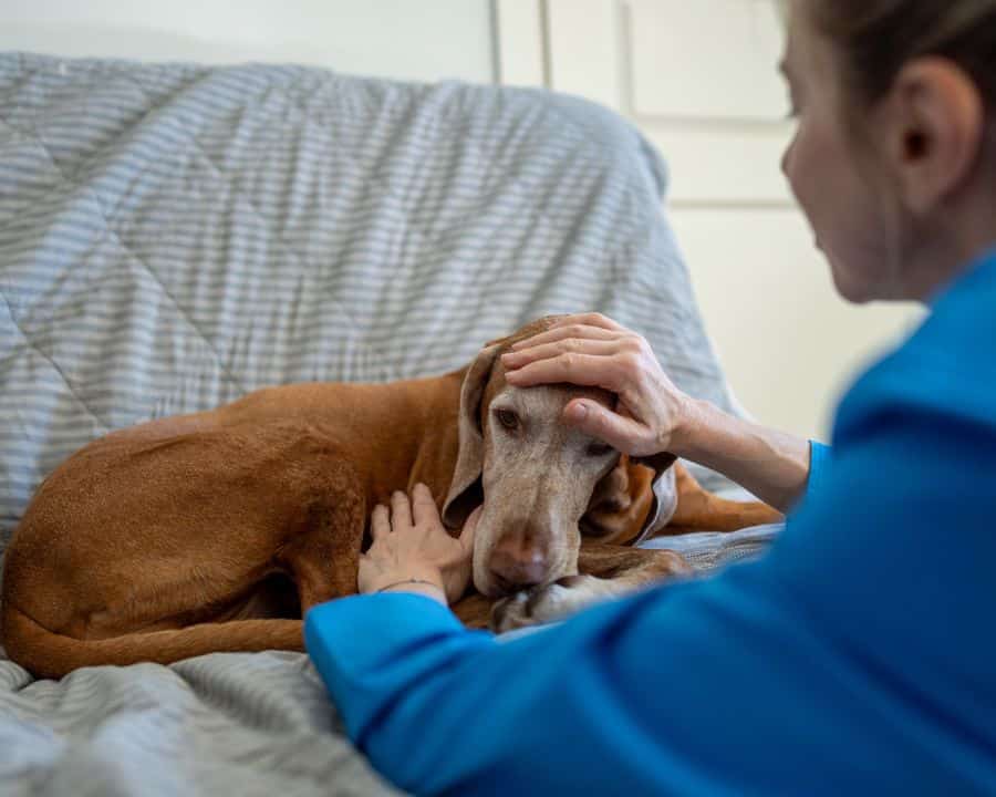 sudden-changes-in-pet-behavior